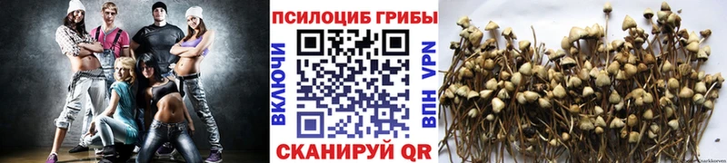 KRAKEN как зайти Верещагино Галлюциногенные грибы Cubensis